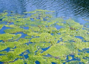 Ultrasonic Algae Destroyer - Stops and Prevents Regrowth Dime Water